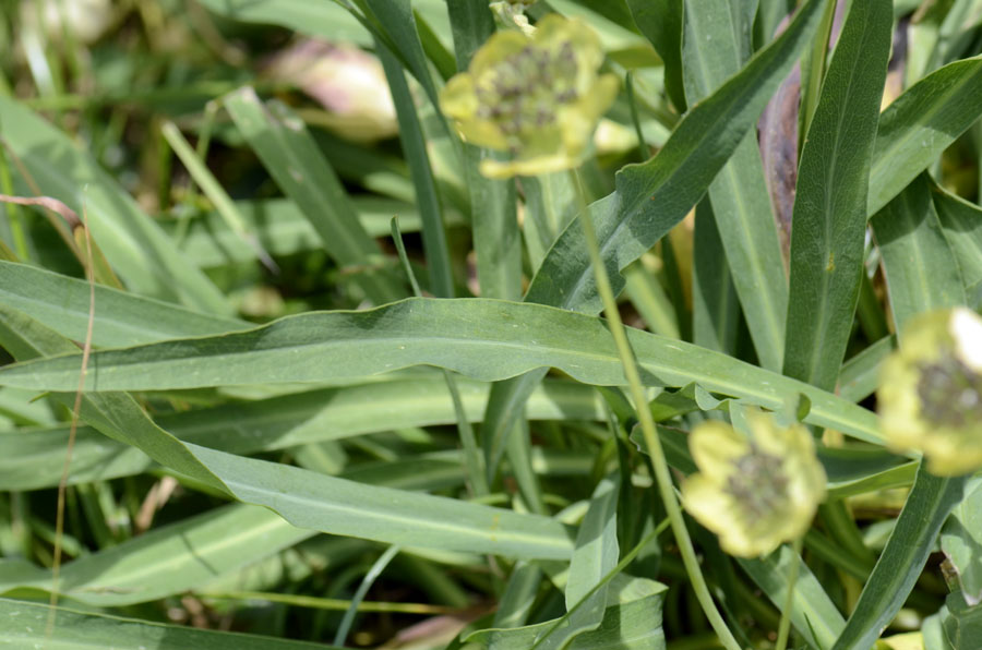 Bupleurum stellatum / Bupleuro stellato